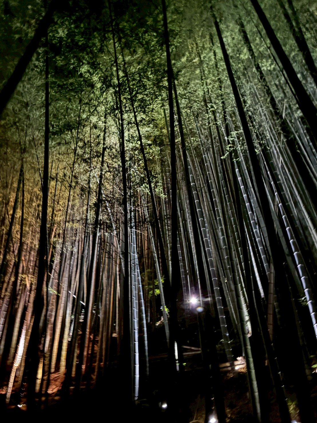 夜の竹林