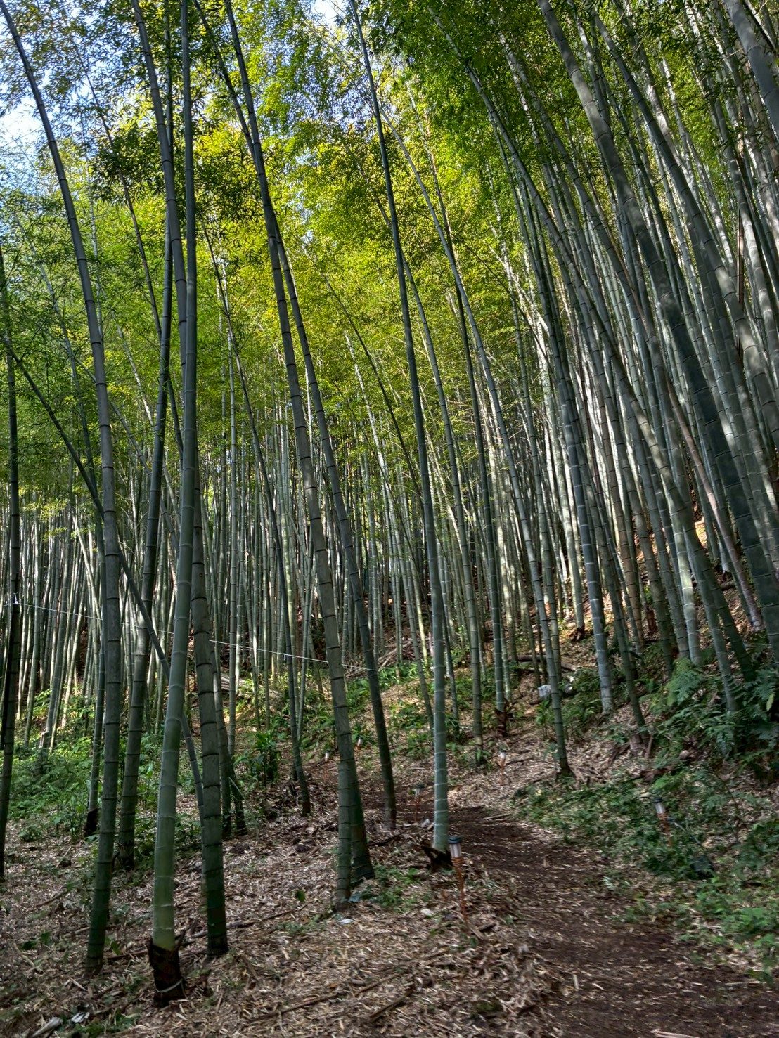 葉山の竹林